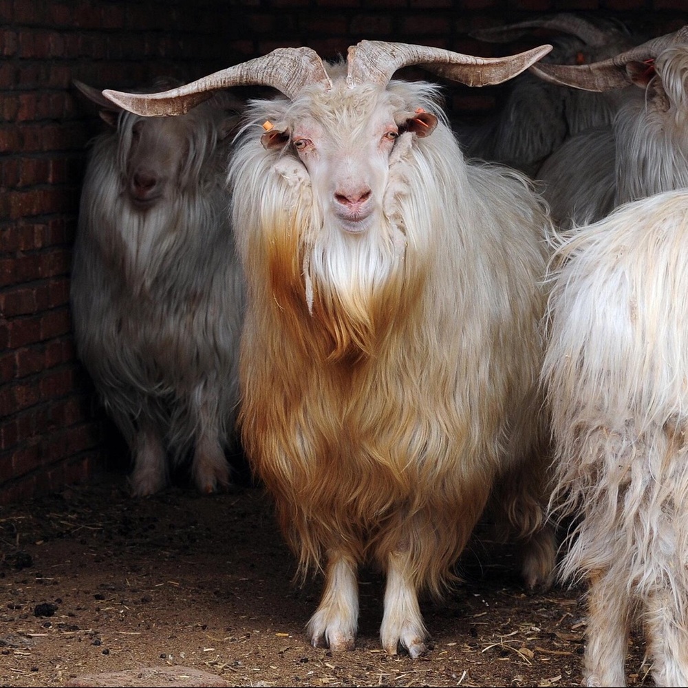 Meet your Posher, Rosie